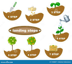 The Process of Planting: A Step-by-Step Guide for Beginners